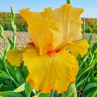 Tangerine Pop Bearded Iris Seeds